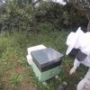 apiario contrada Macchia